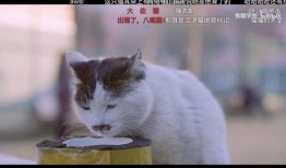 黑喵最新爆料视频大全,揭秘娱乐圈幕后真相